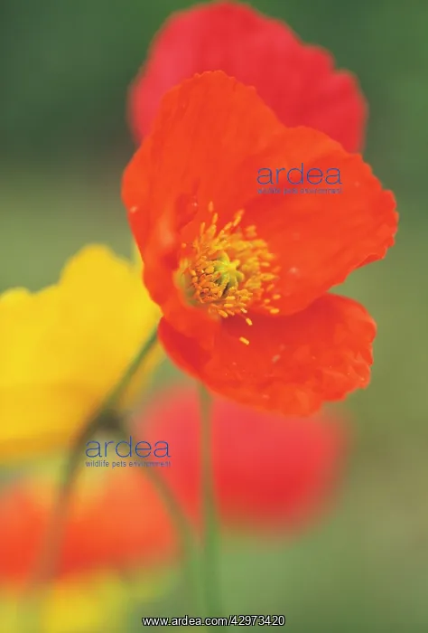 : Poppy, Icelandic poppy, Papaver croceum Hazy Days : Poppy, Icelandic poppy, Papaver croceum Hazy Days