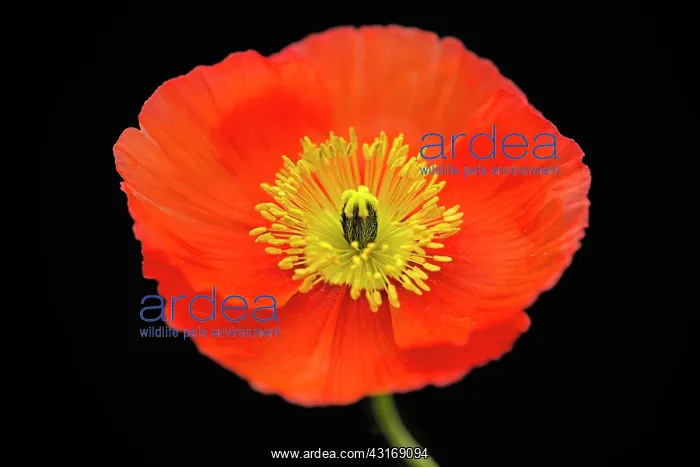 : Poppy, Icelandic poppy, Papaver croceum, Papaver : Poppy, Icelandic poppy, Papaver croceum, Papaver