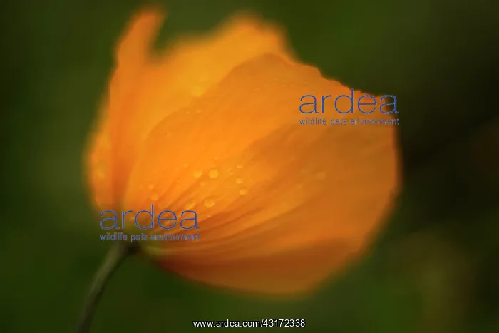 : Poppy, Icelandic poppy, Papaver croceum, Papaver : Poppy, Icelandic poppy, Papaver croceum, Papaver