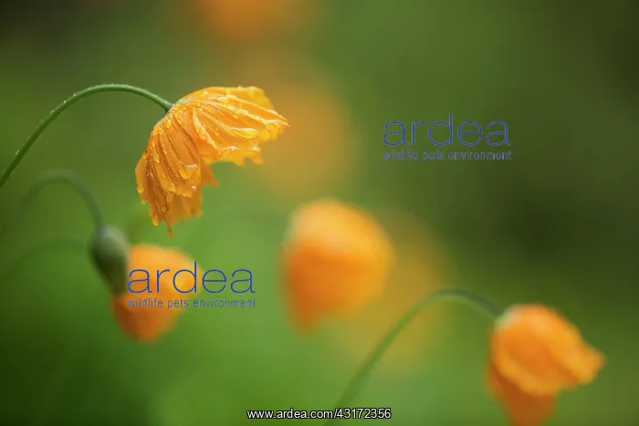 : Poppy, Icelandic poppy, Papaver croceum, Papaver : Poppy, Icelandic poppy, Papaver croceum, Papaver