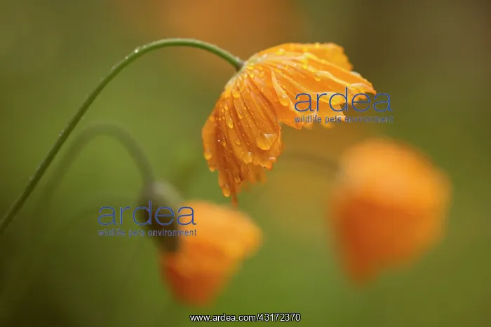 : Poppy, Icelandic poppy, Papaver croceum, Papaver : Poppy, Icelandic poppy, Papaver croceum, Papaver