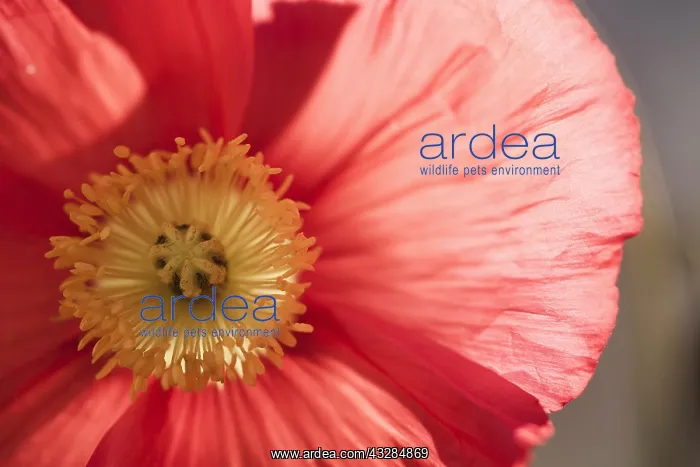 : Poppy, Icelandic Poppy, Papaver croceum, Papaver : Poppy, Icelandic Poppy, Papaver croceum, Papaver