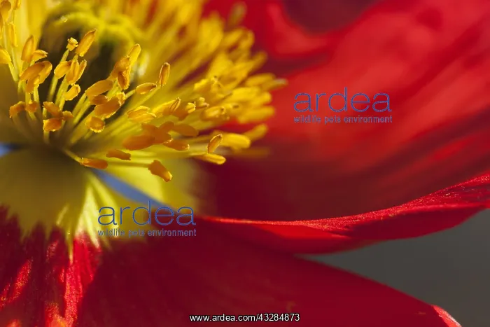 : Poppy, Icelandic Poppy, Papaver croceum, Papaver : Poppy, Icelandic Poppy, Papaver croceum, Papaver