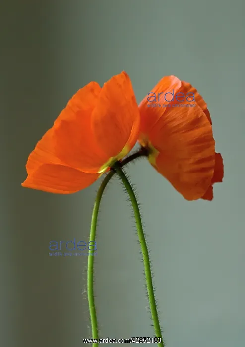 : Poppy, Icelandic poppy, Papaver croceum Summer Breeze : Poppy, Icelandic poppy, Papaver croceum Summer Breeze