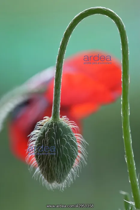 : Poppy Ladybird : Poppy Ladybird