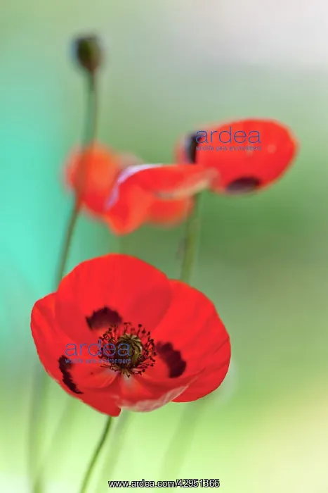 : Poppy Ladybird : Poppy Ladybird