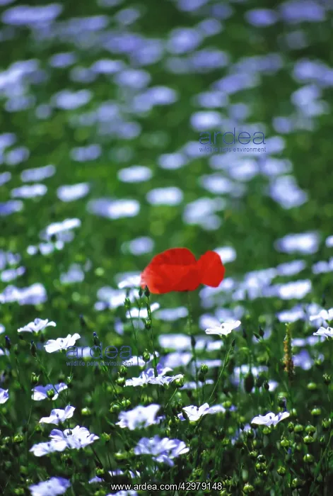 : Poppy & Linseed : Poppy & Linseed