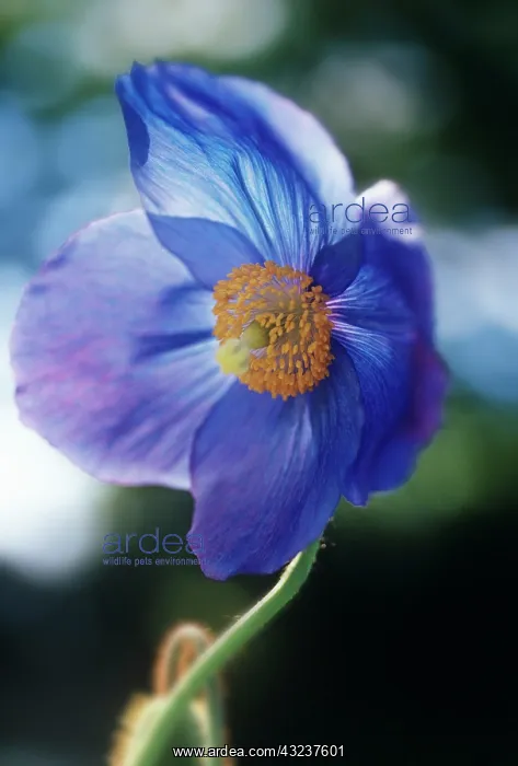 : Poppy, Meconopsis Branklyn : Poppy, Meconopsis Branklyn