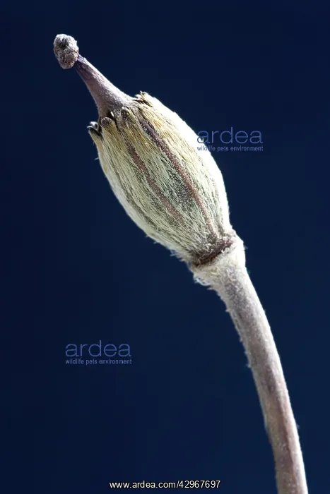 : Poppy, Meconopsis napaulensis : Poppy, Meconopsis napaulensis