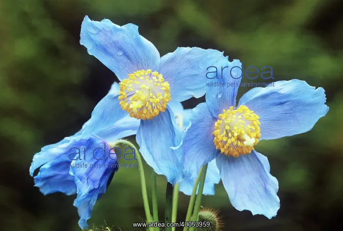 : Poppy, Meconopsis x sheldonii : Poppy, Meconopsis x sheldonii