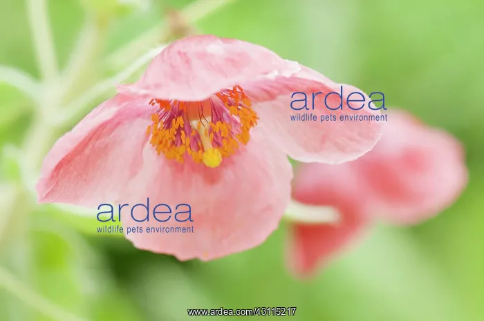 : Poppy, Nepal poppy, Meconopsis napaulensis, close : Poppy, Nepal poppy, Meconopsis napaulensis, close