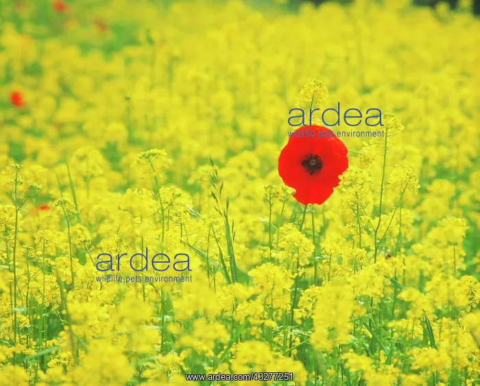 : Poppy & Oilseed rape, Papaver rhoeas & Brassica : Poppy & Oilseed rape, Papaver rhoeas & Brassica
