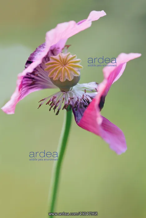 : Poppy, Opium poppy : Poppy, Opium poppy
