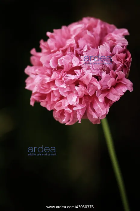 : Poppy, Opium poppy : Poppy, Opium poppy