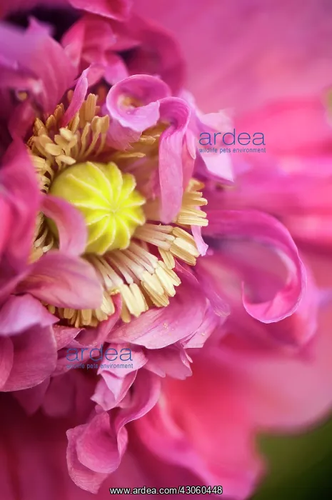 : Poppy, Opium poppy : Poppy, Opium poppy