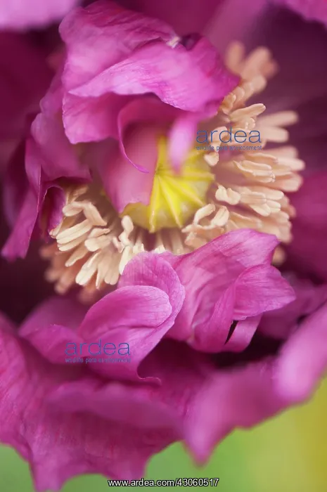 : Poppy, Opium poppy : Poppy, Opium poppy