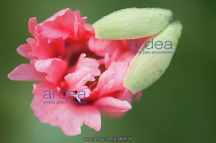 : Poppy, Opium poppy : Poppy, Opium poppy