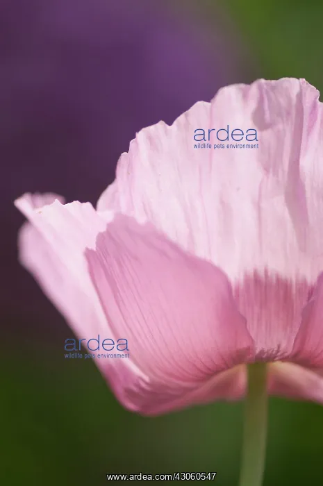 : Poppy, Opium poppy : Poppy, Opium poppy