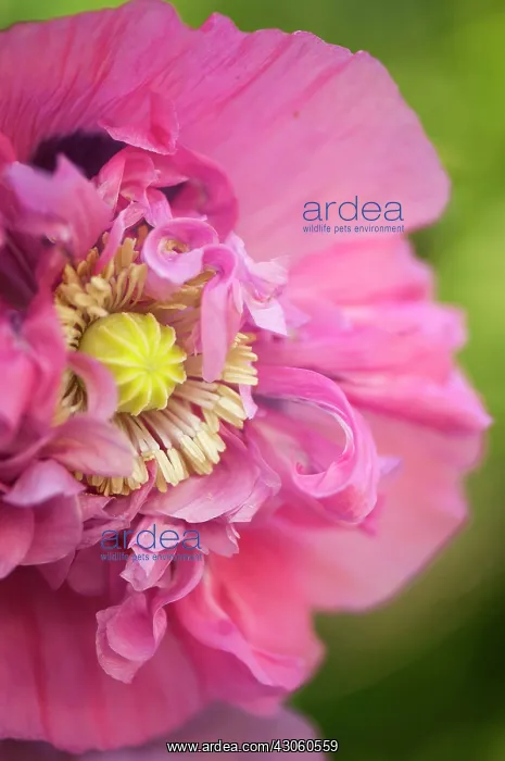  : Poppy, Opium poppy