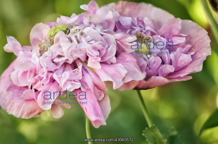: Poppy, Opium poppy : Poppy, Opium poppy