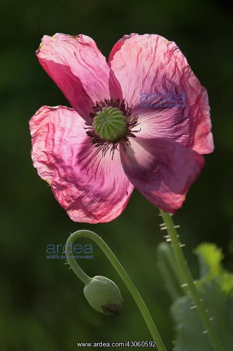 : Poppy, Opium poppy : Poppy, Opium poppy