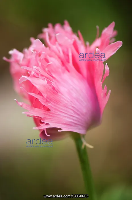 : Poppy, Opium poppy : Poppy, Opium poppy