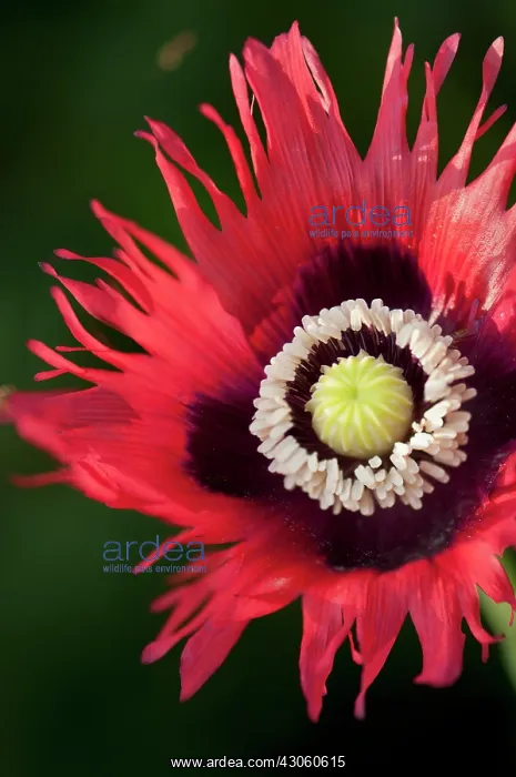 : Poppy, Opium poppy : Poppy, Opium poppy