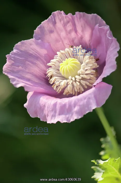 : Poppy, Opium poppy : Poppy, Opium poppy