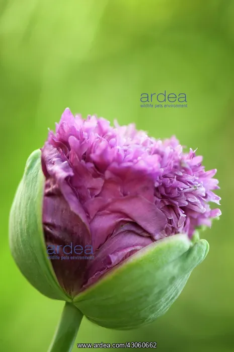 : Poppy, Opium poppy : Poppy, Opium poppy