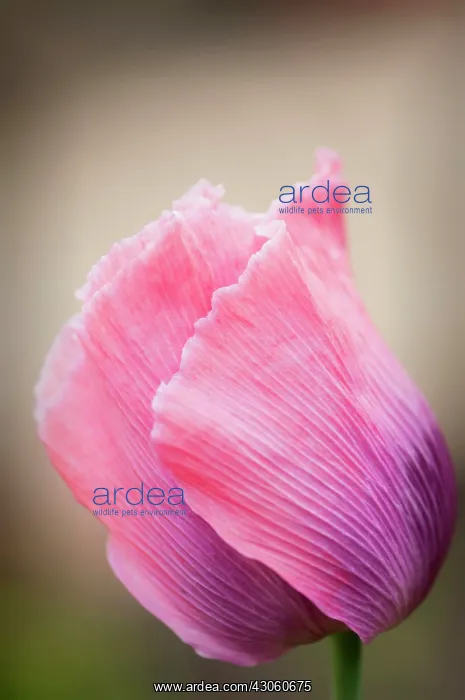 : Poppy, Opium poppy : Poppy, Opium poppy