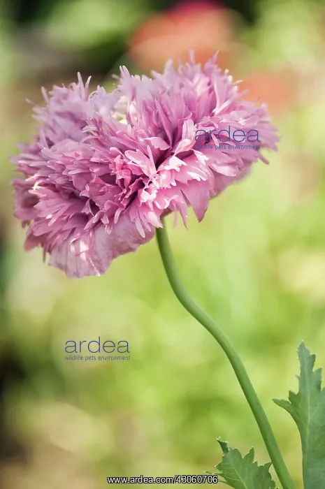 : Poppy, Opium poppy : Poppy, Opium poppy