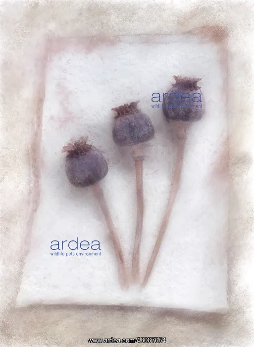 : Poppy, Opium poppy : Poppy, Opium poppy