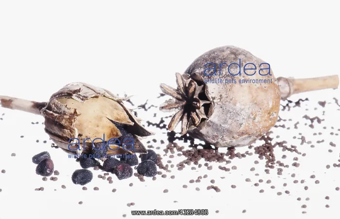 : Poppy, Opium Poppy, Papaver and Comcockle, Agrostemma : Poppy, Opium Poppy, Papaver and Comcockle, Agrostemma