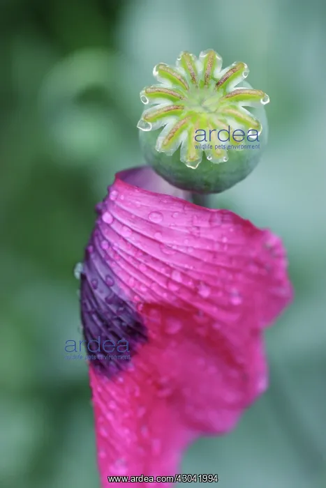 : Poppy, Opium poppy, Papaver somniferum : Poppy, Opium poppy, Papaver somniferum
