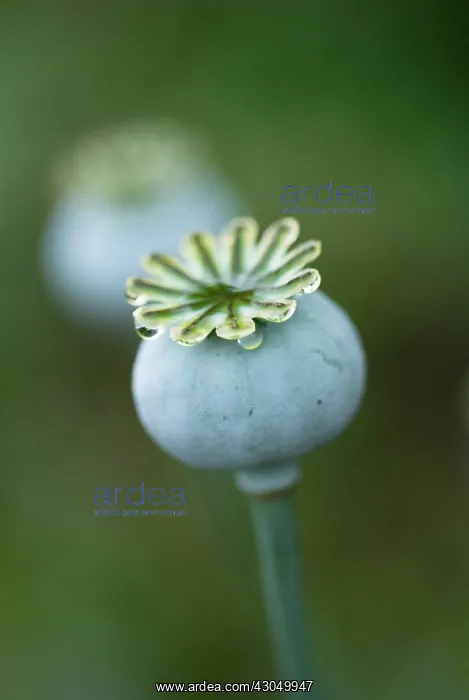 : Poppy, Opium poppy, Papaver somniferum : Poppy, Opium poppy, Papaver somniferum