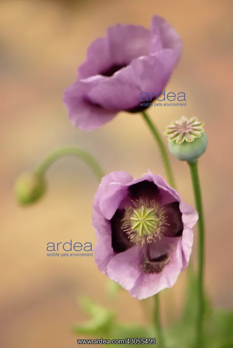 : Poppy, Opium poppy, Papaver somniferum : Poppy, Opium poppy, Papaver somniferum