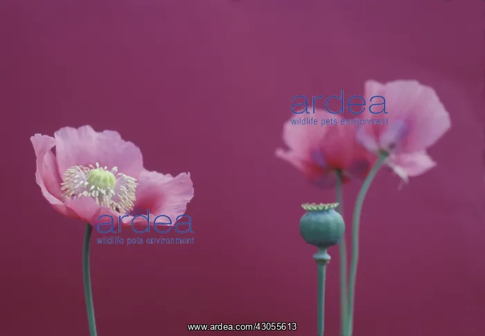 : Poppy, Opium poppy, Papaver somniferum : Poppy, Opium poppy, Papaver somniferum