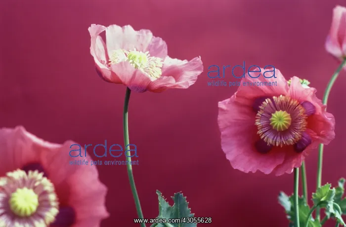 : Poppy, Opium poppy, Papaver somniferum : Poppy, Opium poppy, Papaver somniferum