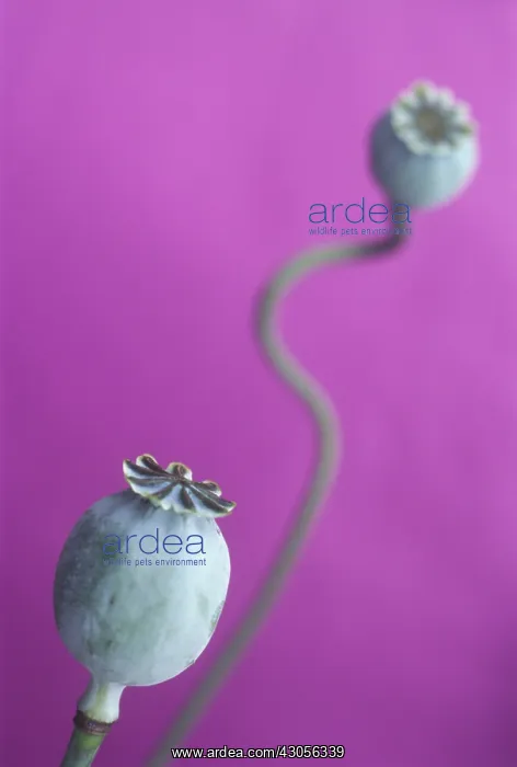 : Poppy, Opium poppy, Papaver somniferum : Poppy, Opium poppy, Papaver somniferum