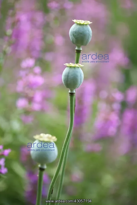 : Poppy, Opium poppy, Papaver somniferum : Poppy, Opium poppy, Papaver somniferum