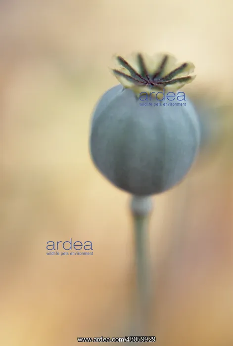  : Poppy, Opium poppy, Papaver somniferum