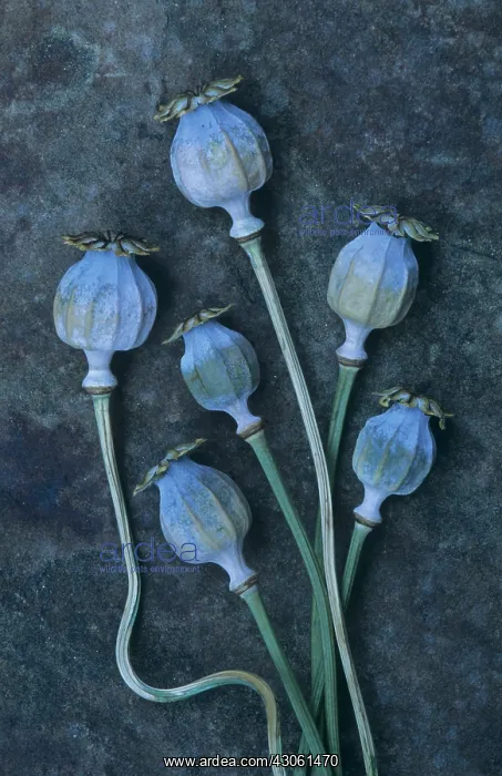 : Poppy, Opium poppy, Papaver somniferum : Poppy, Opium poppy, Papaver somniferum