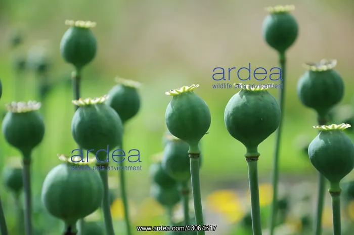 : Poppy, Opium poppy, Papaver somniferum : Poppy, Opium poppy, Papaver somniferum