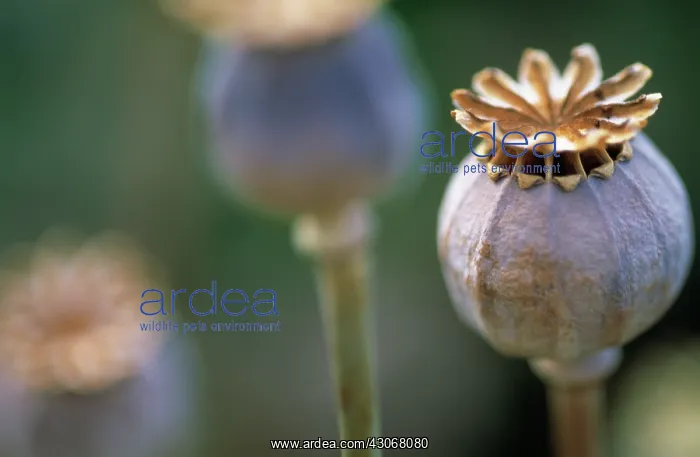 : Poppy, Opium poppy, Papaver somniferum : Poppy, Opium poppy, Papaver somniferum