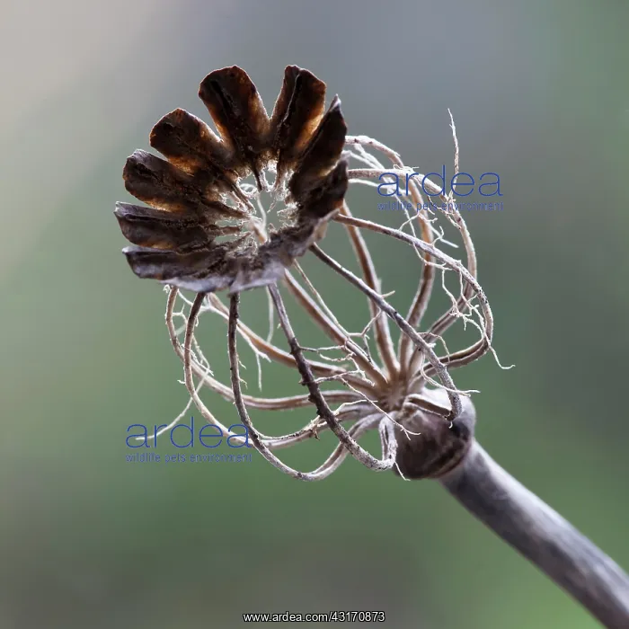 : Poppy, Opium poppy, Papaver somniferum, Decaying seed pod sh : Poppy, Opium poppy, Papaver somniferum, Decaying seed pod sh