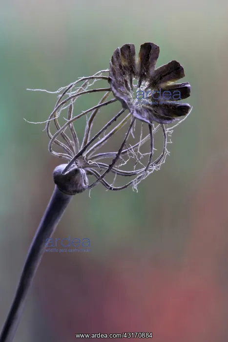 : Poppy, Opium poppy, Papaver somniferum, Decaying seed pod sh : Poppy, Opium poppy, Papaver somniferum, Decaying seed pod sh