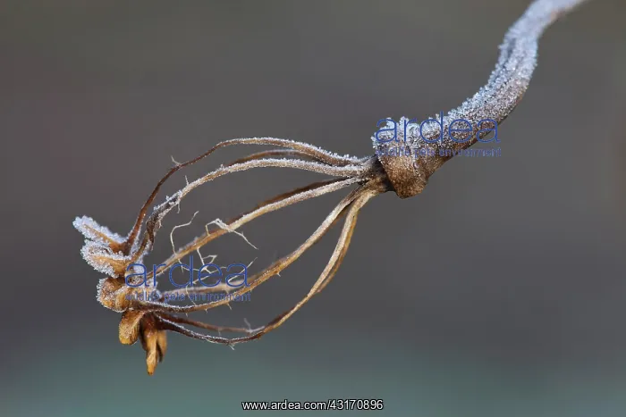 : Poppy, Opium poppy, Papaver somniferum, Decaying seed pod sh : Poppy, Opium poppy, Papaver somniferum, Decaying seed pod sh