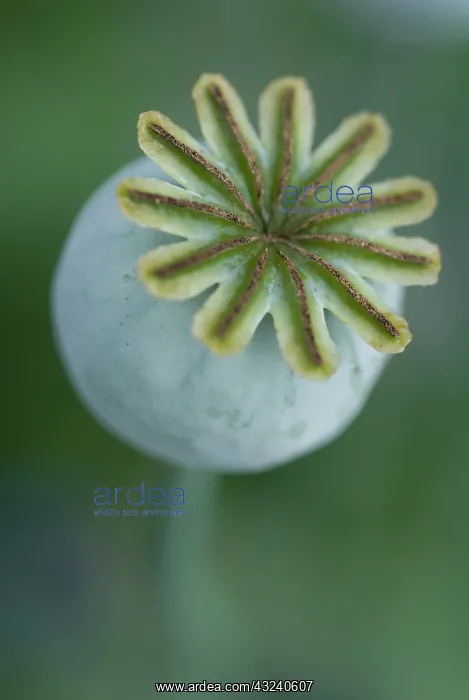 : Poppy, Opium poppy, Papaver somniferum : Poppy, Opium poppy, Papaver somniferum