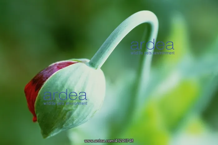 : Poppy, Opium poppy, Papaver somniferum : Poppy, Opium poppy, Papaver somniferum