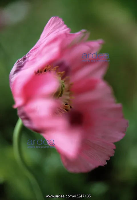 : Poppy, Opium poppy, Papaver somniferum : Poppy, Opium poppy, Papaver somniferum